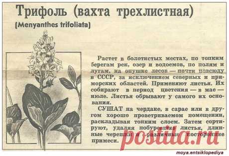 Вахта трехлистная (трифоль)