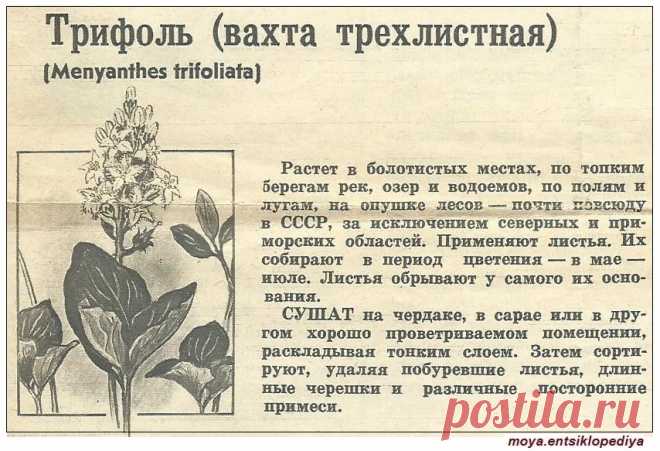 Вахта трехлистная (трифоль)