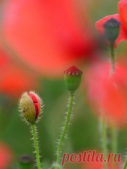 B e a u t é | Красота. Искусство. Вдохновение