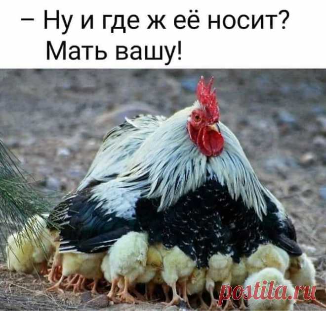 АНЕКДОТЫ