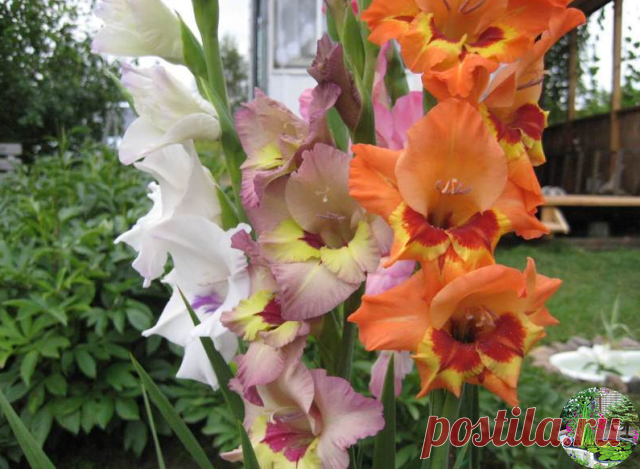 ПОШАГОВАЯ ИНСТРУКЦИЯ ПО ВЫРАЩИВАНИЮ ГЛАДИОЛУСОВ | OK.RU