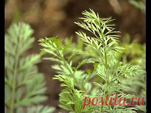 Простой посев моркови