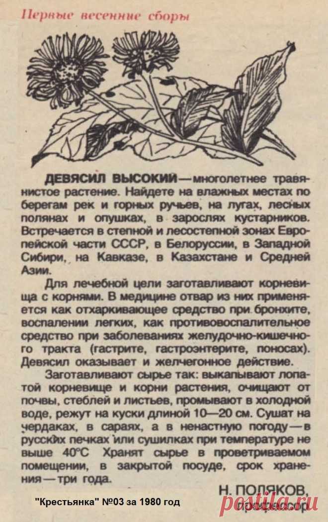 Девясил высокий