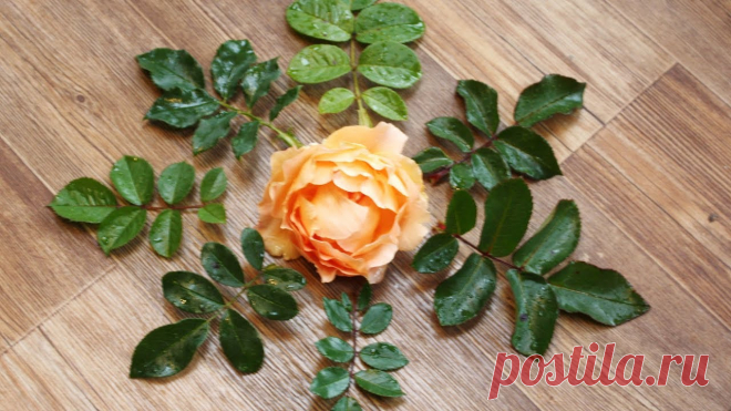 Хотите научиться правильно и быстро проращивать розы? Делимся рецептом супер-средства. Называется «Тройчатка».



Как приготовить?


	Берём чайную ложку мёда, две чайные ложки сока алоэ (алоэ — стебель должен хотя бы сутки полежать предварительно в холодильнике), еще берём чайную ложку золы древесных пород.
	Всё это помещаем в стакан.
	Наливае