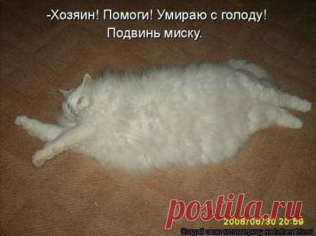 КОТловина | Позитив в картинках и не только