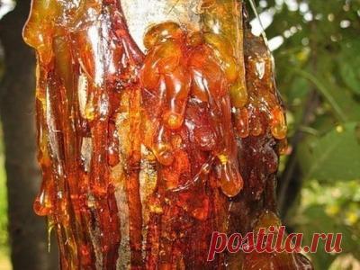 Необычайно волшебная живица