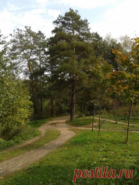 Дорога к любимой сосне