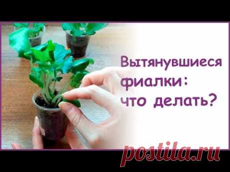 Вытянувшиеся фиалки: что делать?