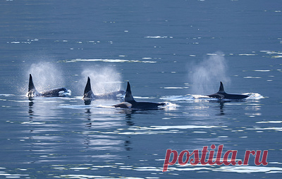 Чиновник допустил, что стая косаток у побережья Японии спаслась из ледяного плена. Представитель муниципалитета города Раусу сообщил, что в ходе осмотра места происшествия животных не обнаружили