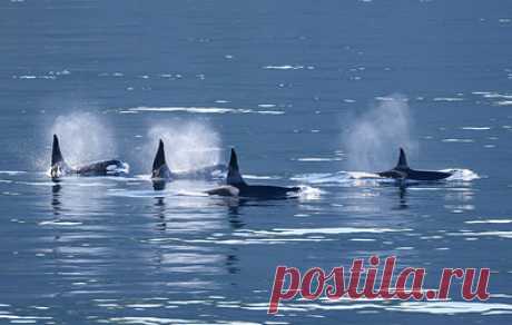 Чиновник допустил, что стая косаток у побережья Японии спаслась из ледяного плена. Представитель муниципалитета города Раусу сообщил, что в ходе осмотра места происшествия животных не обнаружили