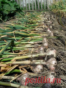Как вырастить ведро чеснока с одного метра квадратного | Твоя Дача | Яндекс Дзен