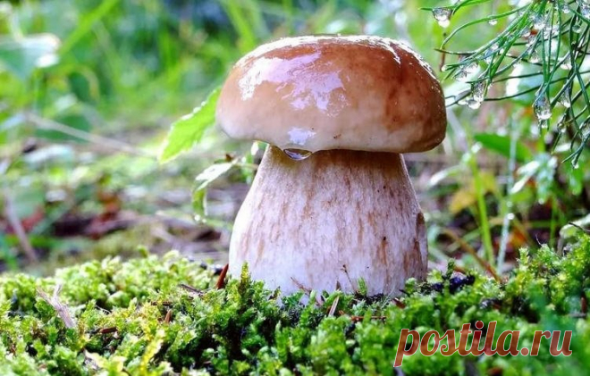Картинки про грибы (37 фото) ⭐ Забавник