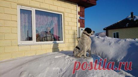 Ригма королева тигров г.Комсомольск-на-Амуре
