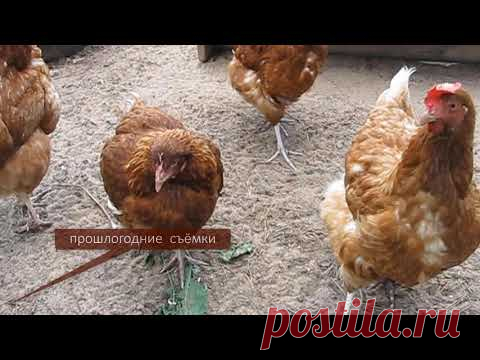 ВАЖНО!  ЛЕЧЕНИЕ КУР НЕСУШЕК. 5 заболеваний и способы лечения. Падают на ноги. Понос. Хрипят. Зоб. - YouTube