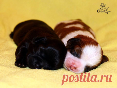 щенки ши-тцу девочки