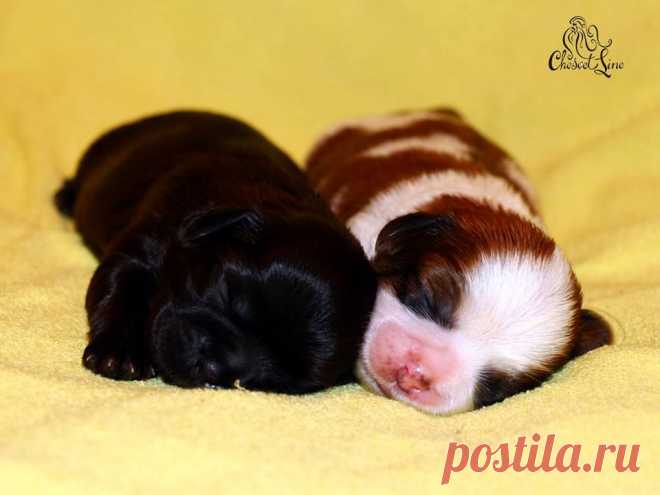 щенки ши-тцу девочки