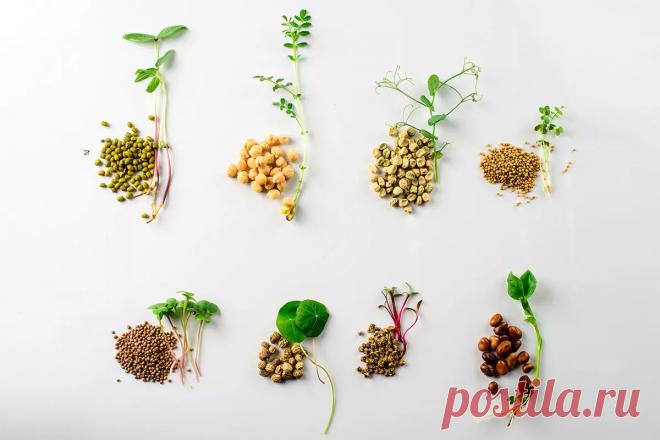 Микрогрин: что это, виды, как выращивать в домашних условиях