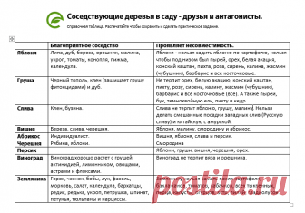 Совместимость плодовых деревьев в Вашем саду. Скачайте таблицу совместимости плодовых растений. Узнайте условия, которые нужно выдержать, чтобы Ваш сад был лучшим в округе и давал максимальный урожай.