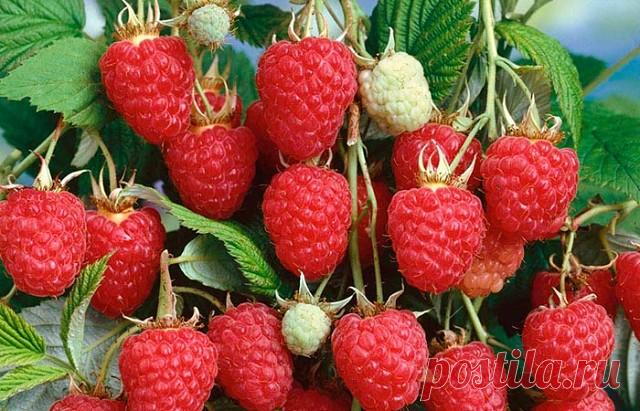 Чтобы малины было очень много 

Берём на заметку и сохраняем к следующему сезону! 

Совет первый по уходу за малиной - шпалера 

Малину надо обязательно выращивать только на шпалере, это доказано опытом миллионов. 
При посадке ровными рядами, при установке столбов и проволоки ваша малина каждый год способна давать в 6-8 раз больше ягод и при этом вы получаете максимально возможное качество ягод. 
Все ваши усилия теряют смысл, если ваша зелёная фабрика (растение малины) не ...