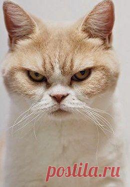 Без кота и жизнь не та