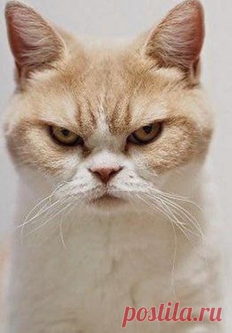 Без кота и жизнь не та