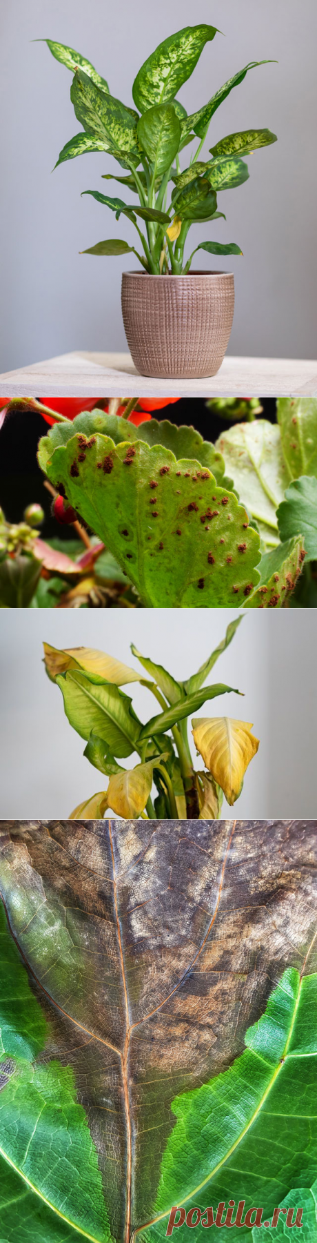 Ржавчина и гниль. Что за напасть поражает популярные комнатные растения?