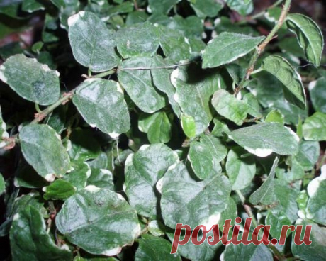 Уход за фикусом карликовым в домашних условиях