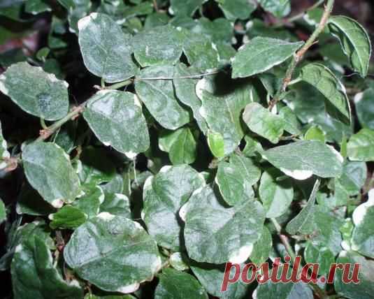 Уход за фикусом карликовым в домашних условиях