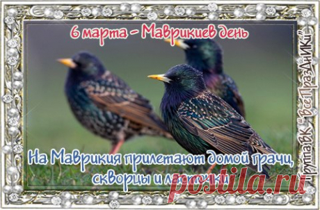 6 марта - Маврикиев день

Праздник получил название в память о христианских святых, живших в 3-4 веках, — мучениках Апамейских, Маврикии и 70 воинах. В народе считалось, что именно на Маврикия прилетают домой грачи, скворцы и ласточки. При этом подмечали: если птицы прилетели раньше положенного дня — это к скорой весне. Говорили и так: «Ранние ласточки — к счастливому году». Этих птиц на Руси всегда любили — и связывали с ними множество примет. Среди них такие: ласточки шныряют низко — к дождю