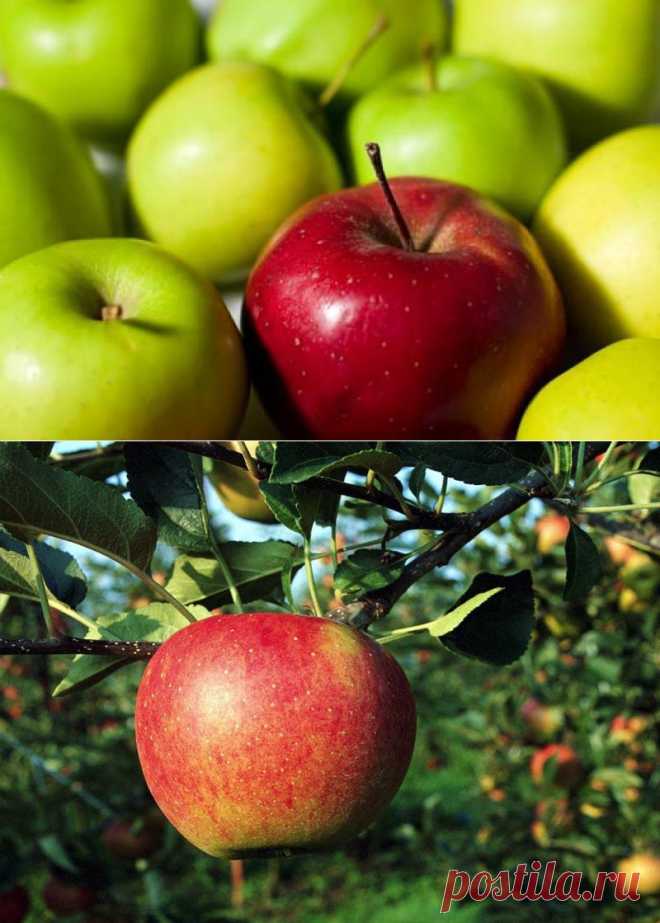 12 гаданий на яблоках