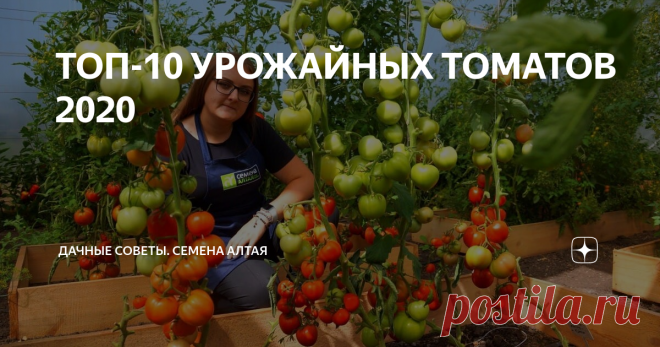 ТОП-10 УРОЖАЙНЫХ ТОМАТОВ 2020 2020 позади, впереди – 2021. Самое время выбирать сорта томатов к новому дачному сезону.
#СеменаАлтая подготовили для Вас топ-10 томатов, которые покорили своей суперурожайностью в 2020.