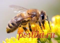 Сегодня 02 июля в народном календаре Зосима Пчельник