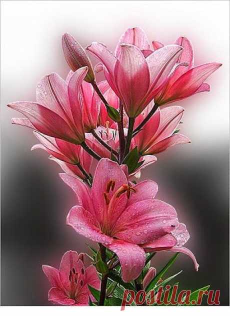 EVERY KIND OF FLOWERS – Сообщество – Google+