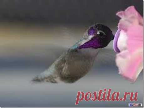 феолетовоголовая колибри!