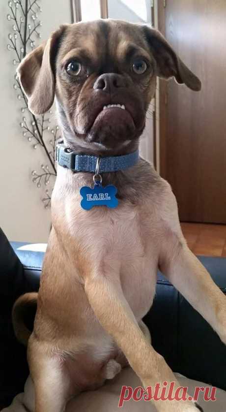 Move Over Grumpy Cat, Grumpy Dog Takes The Cake!