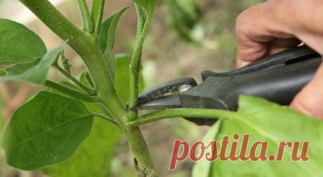 Как формировать баклажаны? Формирование в открытом грунте и теплице. Как правильно прищипывать кусты по схемам? Нужно ли обрывать нижние листья у рассады?