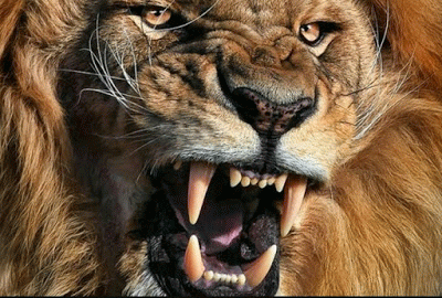 ЖИВЫЕ ФОТОГРАФИИ. AMAZING GIF – Google+