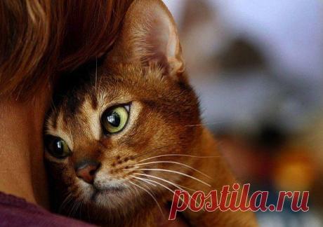 ПОЧЕМУ КОШКА ЛОЖИТСЯ НА БОЛЬНОЕ МЕСТО ЧЕЛОВЕКА?