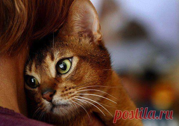 ПОЧЕМУ КОШКА ЛОЖИТСЯ НА БОЛЬНОЕ МЕСТО ЧЕЛОВЕКА?