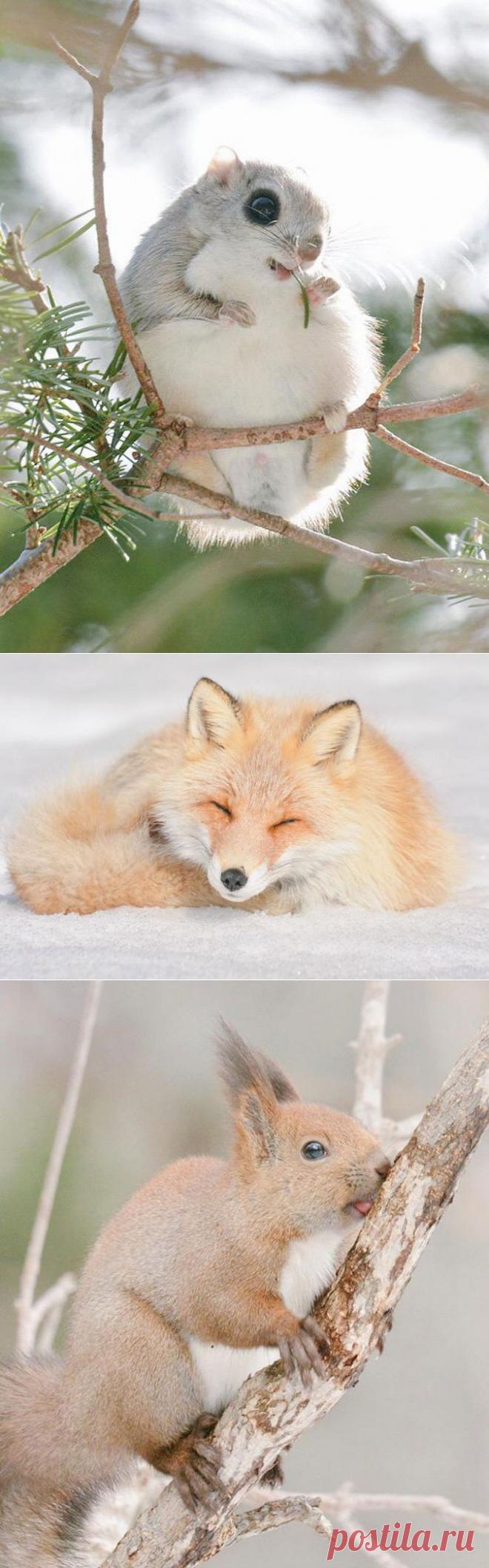 Экзотические животные острова Хоккайдо