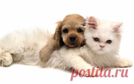 Мой Мир@Mail.Ru
