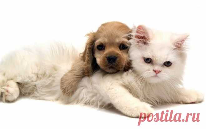 Мой Мир@Mail.Ru
