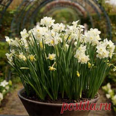 Нарцисс Thalia / Луковицы и клубни / Купить в Киеве, Украине недорого | Florium.ua