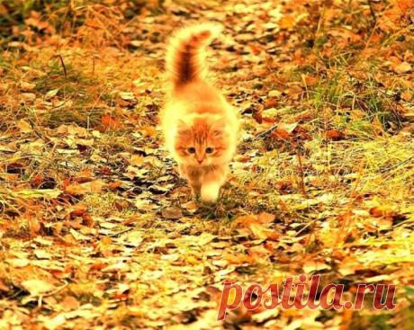 Рыжий кот и рыжая осень - гармония