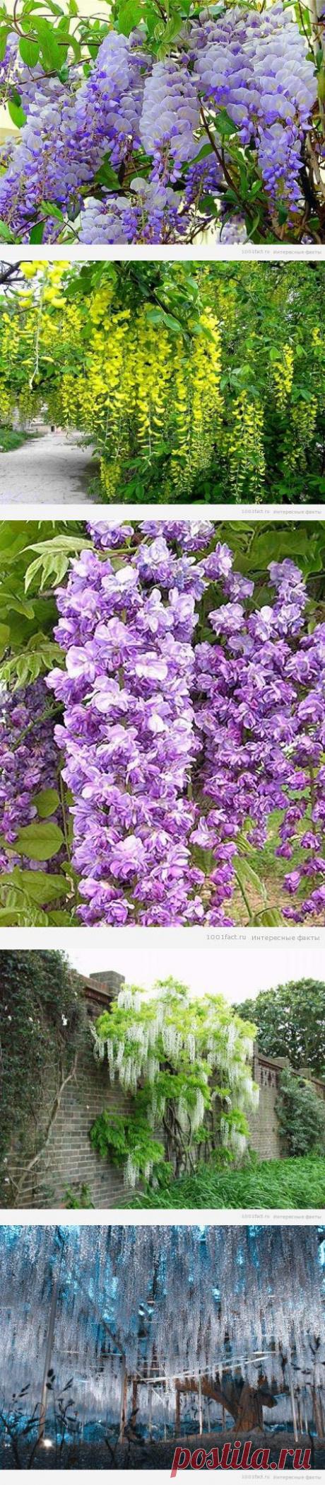 Глициния: интересные факты | Мамам, женщинам, бабушкам и очень любознательным.