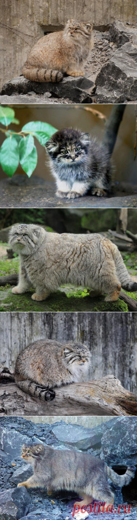 Смотреть изображения манулов | Зооляндия