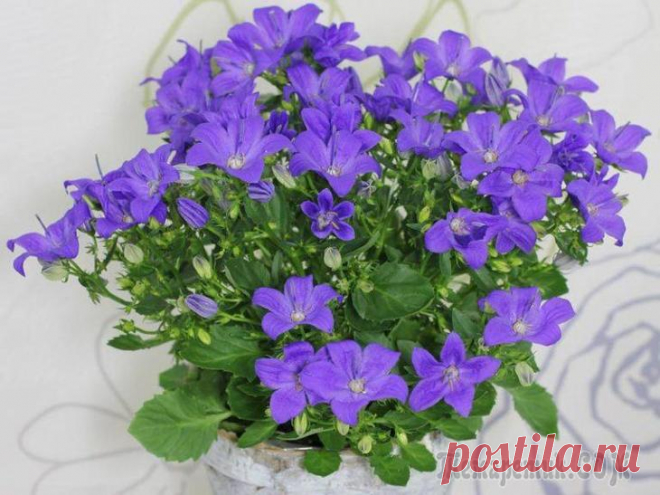 Кампанула уход в домашних условиях с фото Цветок кампанула – достаточно популярное растение для выращивания дома, в палисадниках, на дачах, хотя его родным домом по праву считают дикую природу Южной Европы. Это чудесное сочетание нежно-белых ...