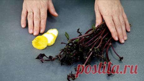 Теперь не выбрасываю обрезки от лимона и стебли базилика: показываю, что я с ними делаю (делюсь небольшой хитростью) - Советы хозяйке