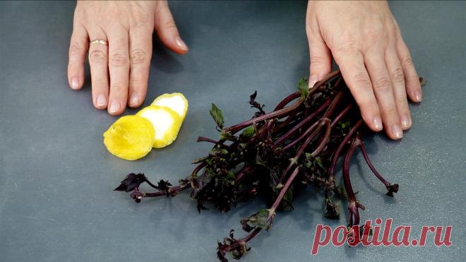 Теперь не выбрасываю обрезки от лимона и стебли базилика: показываю, что я с ними делаю (делюсь небольшой хитростью) - Советы хозяйке