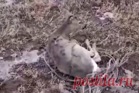 В Бурятии спасли дикую косулю. Дикую косулю спасли в одном из поселков Бурятии. Выяснилось, что животное забежало в населенный пункт Каменск Кабанского района. По словам сотрудников Бурприроднадзора, причиной выхода косули стал наст. В конечном итоге косулю вывезли в естественную среду обитания, с ней все хорошо.